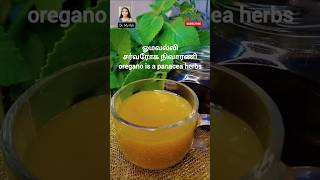 ஓமவல்லி சர்வரோக நிவாரணி  Oregano Benefits newday2day [upl. by Apple155]