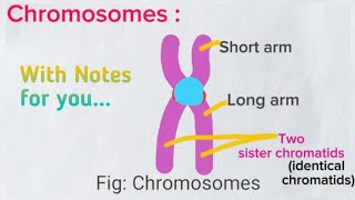 Nucleolus amp Chromosomes  Class 11 Nucleus Part  2 Cell Lecture5 Biology medicalmedicos [upl. by Nolly]