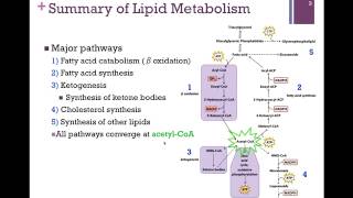 122Summary of Lipid Metabolism [upl. by Turtle139]