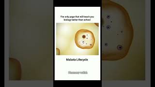 Maleria Life Cycle 🗣️   pharmacy shoerts [upl. by Alfy]