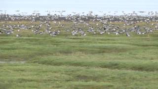 Pinkfooted Geese at Pilling Marsh [upl. by Lexy]