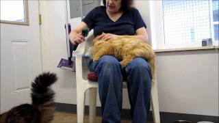 Bobolink orange female cat for adoption at Forget Me Not Animal Shelter [upl. by Edwina]