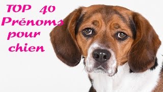 top 40 prénoms pour chien [upl. by Eessej365]