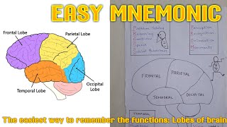 How I Easily Remember The Functions Of The Lobes Of Brain For Exams  Mnemonic You Will Never Forget [upl. by Kimble]