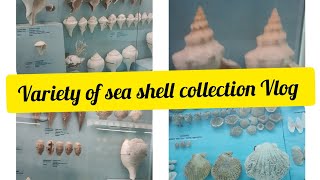 Sea Shell 🐚 collection Vlog India sea shell museum  mamalla tourism series [upl. by Nnyltiak977]