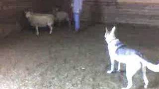 Rebel the GSD herding sheep [upl. by Reeta]