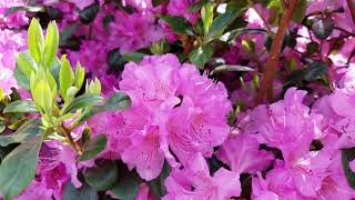 Rhododendron Olga Mezitt [upl. by Jaynes]