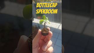 Bottlecap spekboom  25th October [upl. by Ymma904]