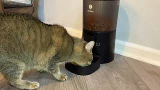 PETULTRA Cat Food Dispenser [upl. by Christoper]