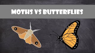 Difference between Moths and Butterflies  Entomology [upl. by Ennaecarg399]