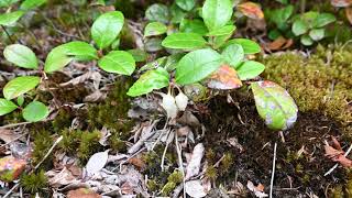 Gaultheria procumbens Wintergreen [upl. by Ingvar289]