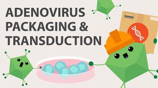 Adenovirus Production How to Clone Package and Harvest Adenovirus for Your Seed Stocks [upl. by Libbi]