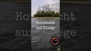 Hornhecht auf Fliege  Garfish on fly flyfishing seatrout hornfisk garfish fliegenfischen [upl. by Eylhsa]