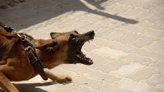 Dog Aggression Training Teaching an Aggressive Dog to Socialize [upl. by Jowett]