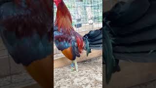 Beautiful birds Leiper Hatch  Cs Gamefowl [upl. by Raybourne]