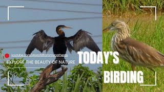 Todays Birding  Regulars at the Pond [upl. by Primaveria1]