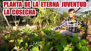 PLANTA DE LA ETERNA JUVENTUD SU COSECHA BENEFICIOS Y CURIOSIDADES [upl. by Madalyn116]