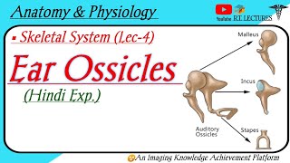 Ear Ossicles  Associated Skull Bones  Auditory ossicles  Anatomy amp Physiology [upl. by Cain]