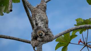 The Mystery of How Sloths Survive in the Tropical Rainforest [upl. by Orlosky]