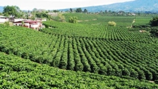 Nuevos Metodos de Cultivo y Cosecha del Café  TvAgro por Juan Gonzalo Angel [upl. by Baudin]