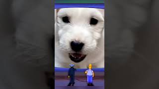 Que pequeño tv perro perrosquehablan mascotas pets dog seemanue mandonguitos [upl. by Surbeck]