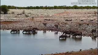 Gemsbok Oryx Herd [upl. by Kristi]