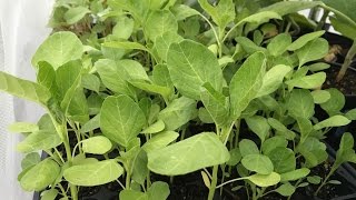 How to start Amaranth seeds [upl. by Asiel]