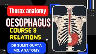 OESOPHAGUS  ANATOMY [upl. by Pliner]