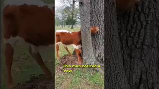 Amazing Cow Rescue  You Won’t Believe How He Freed It😮😍 cow rescue cowrescue hearttouching [upl. by Susej]