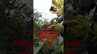 Nali wit tomat ben ra doyongsubscribe shortvideo shortsvideo shortsfeed shorts short petani [upl. by Adiesirb]