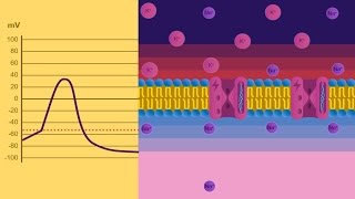 Potenziale di membrana [upl. by Ailido]