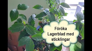 Föröka Lagerblad med sticklingar [upl. by Neelehtak]