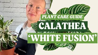 How to Care for the Calathea White Fusion  Plant Care Guide [upl. by Nicky698]