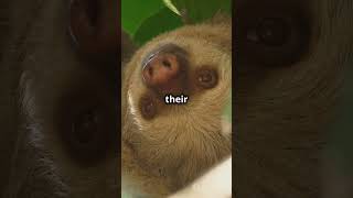 Why Sloths are slow 🦥facts top10amazingfactsoftheworld subscribe [upl. by Bobbi]