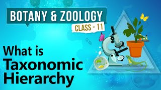 What Is Taxonomic Hierarchy  Diversity in Organisms  Biology Class 11 [upl. by Meeker20]