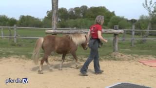 Grundlagen der Freiarbeit  Agility mit Pferden  Nina Steigerwald [upl. by Mlawsky]