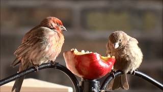 House Finch Haemorhous mexicanus Documentary in 1080p HD [upl. by Jesher]