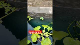 Successfull guppy breeding pond🤓video dekhloh😀guppybreeding guppyfish aquariumfish aquariumhobby [upl. by Rilda]