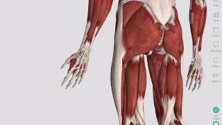 Skeletal Muscles  Complete Anatomy [upl. by Kynthia]