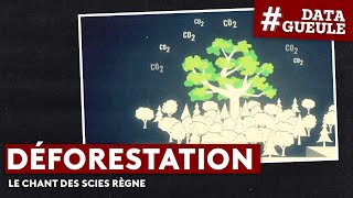 Déforestation  le chant des scies règne  DATAGUEULE 53 [upl. by Moriarty586]