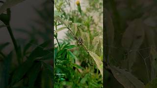 Eega eega 🪰🪰🪰🪰eecha eega makkigardenvibes nature [upl. by Anrehs]