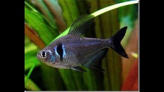 Cách chăm sóc cá Hắc Kỳ VietSub Black Phantom Tetra [upl. by Namron]