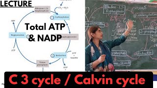 Calvin cycle  C3 pathway  total ATP synthesis easiest explanation  XI biology NEET [upl. by Maure]