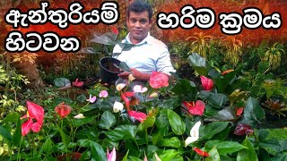 ඇන්තුරියම් හිටවන හරිම ක්‍රමය  Anthurium  ඇන්තුරියම්  anthuriyam wagawa  anthuriyam sinhala [upl. by Inesita524]