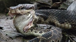 Cottonmouth vs Rattlesnake 02  Cottonmouth Kills amp Eats Rattlesnake  Time Lapse [upl. by Onailil]