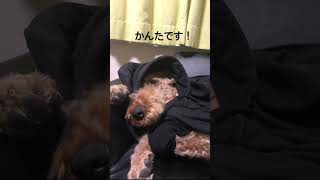 エアデールテリアのかんたです！犬のいる暮らし [upl. by Ruyam]