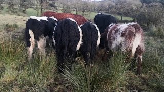 All I want for Christmas when outwintering cattle in Ireland the regenerative farming way [upl. by Akeenahs]