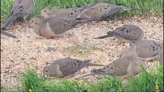 Many Doves amp Brownheaded Cowbirds [upl. by Ahsilahs860]