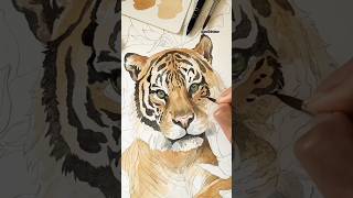 Amazing water 💧 clour of tiger drawing waterclour drawing sudhirdraw drawingpainting art [upl. by Hazeefah]