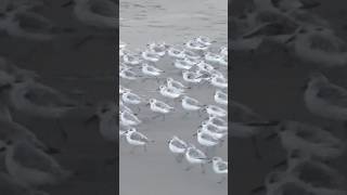 Sanderlings Ocean Beach  San Francisco [upl. by Flatto]